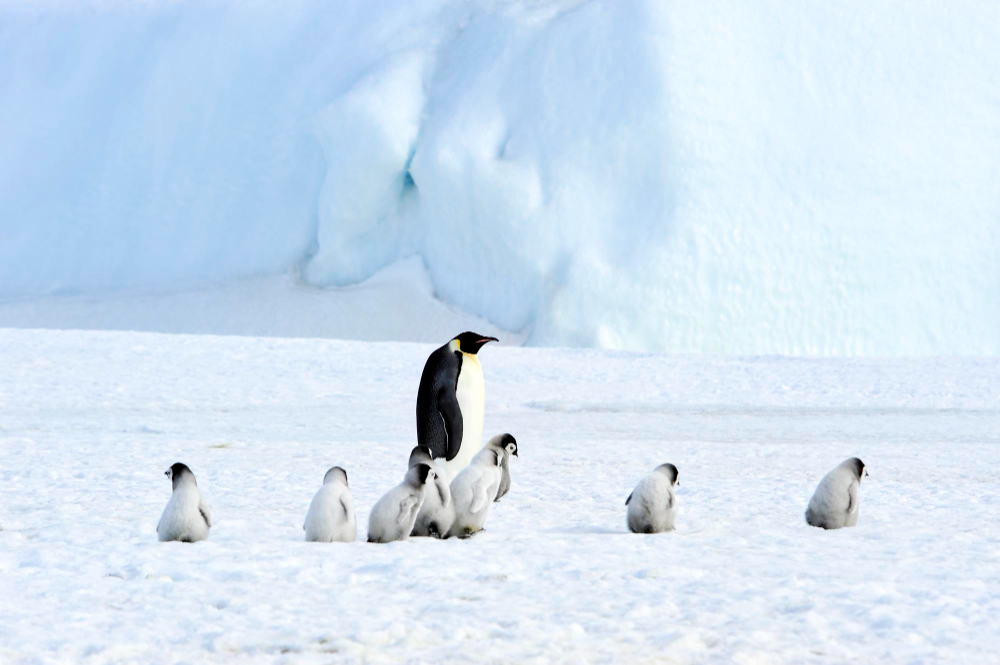 Kutuplardaki Hayvanların Yaşam Sırrı Arctic Animals Gencgazete (18)
