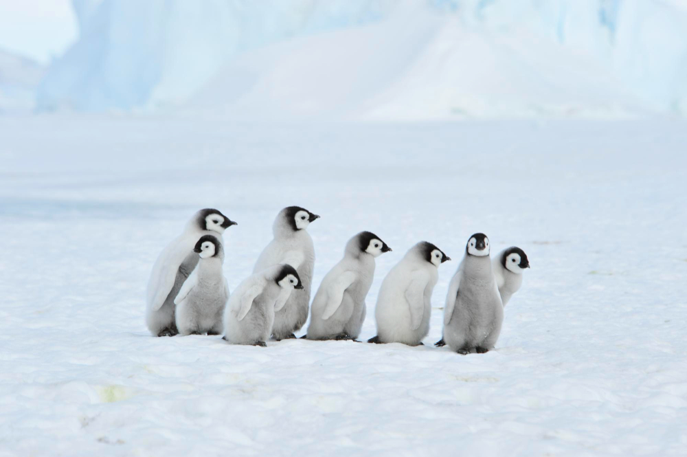 Kutuplardaki Hayvanların Yaşam Sırrı Arctic Animals Gencgazete (8)