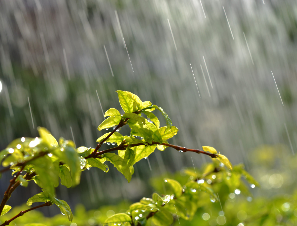 Rain Rains Yağmurlar Yağmur Nisan Yağmurları Şifalı Mı Yağış Gencgazete (7)