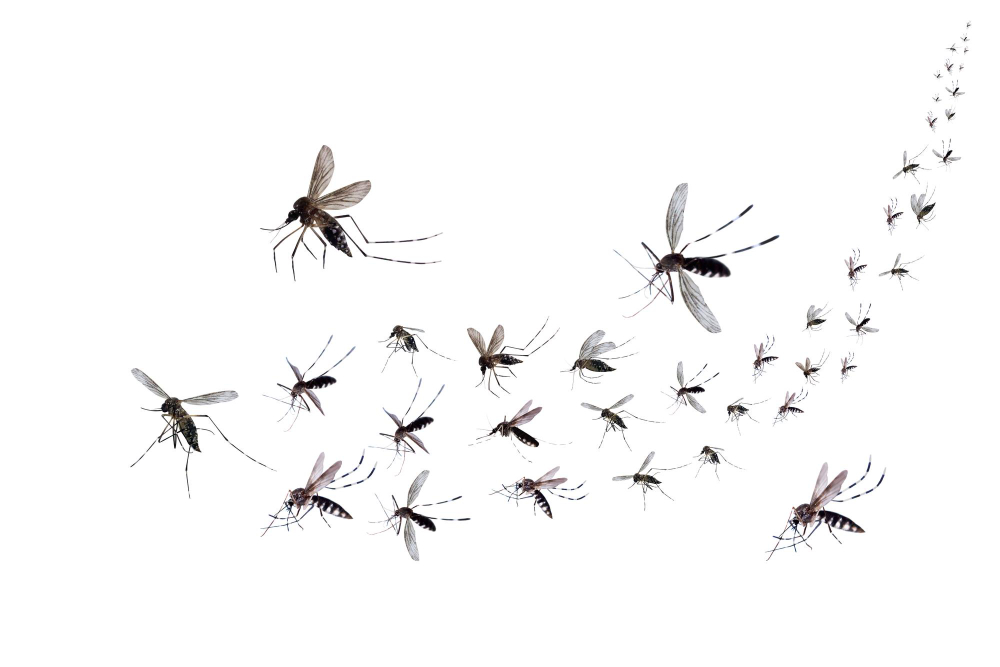Sineklerin Çoğalmasını Engellemenin Çok Basit Yolu Flies Gencgazete Fly (3)