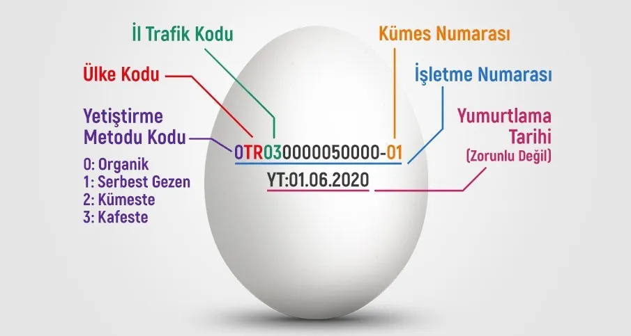 Yumurtanın Üzerindeki Rakamlar Ne Anlatıyor Gezen Tavuk, Kümes Tavuğu Ve Serbest Tavuk Yumurtaları Arasındaki Fark Ne (1) Gencgazete