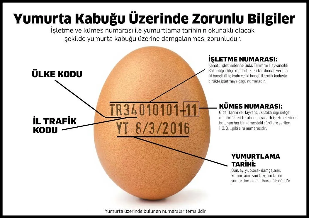 Yumurtanın Üzerindeki Rakamlar Ne Anlatıyor Gezen Tavuk, Kümes Tavuğu Ve Serbest Tavuk Yumurtaları Arasındaki Fark Ne (2) Gencgazete