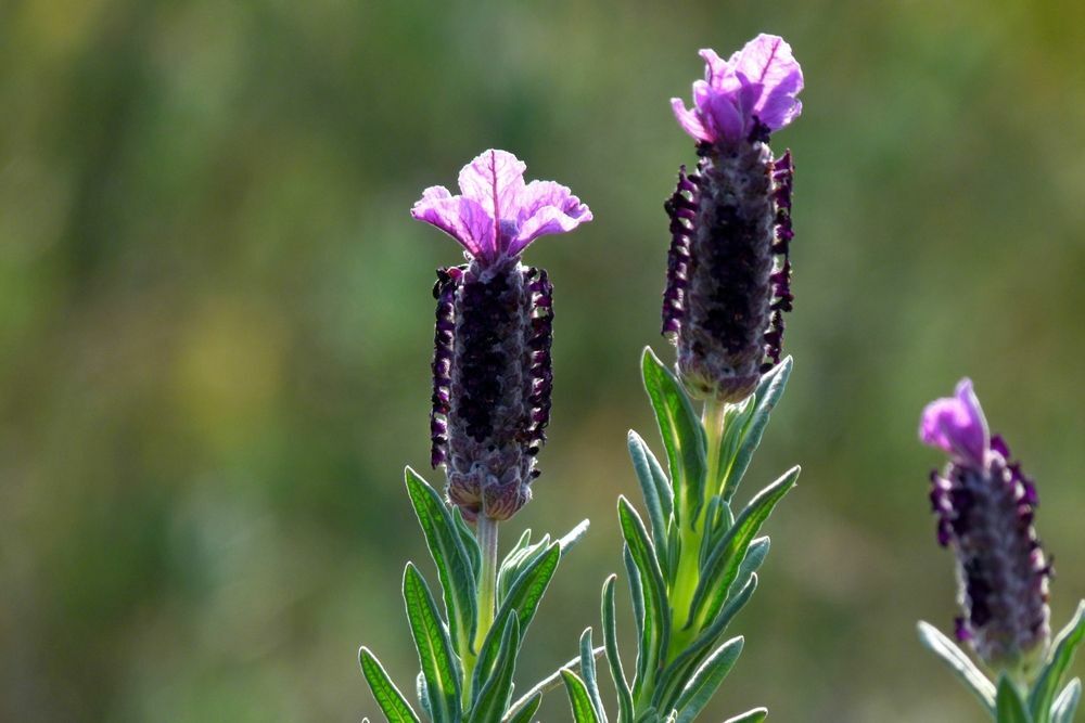 Aşı Sonrası Yan Etkileri Azaltmak Için Karabaş Çayı Gerçekten Etkili Mi Bilimsel Veriler Ve Uzman Görüşleri Ne Diyor G
