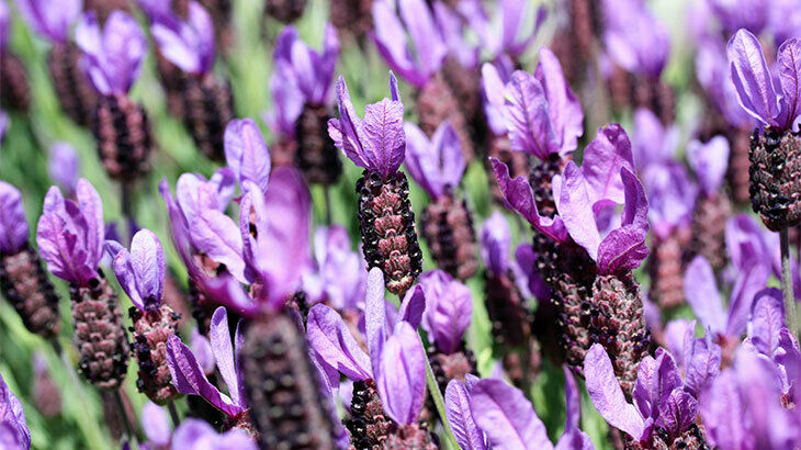 Aşı Sonrası Yan Etkileri Azaltmak Için Karabaş Çayı Gerçekten Etkili Mi Bilimsel Veriler Ve Uzman Görüşleri Ne Diyor