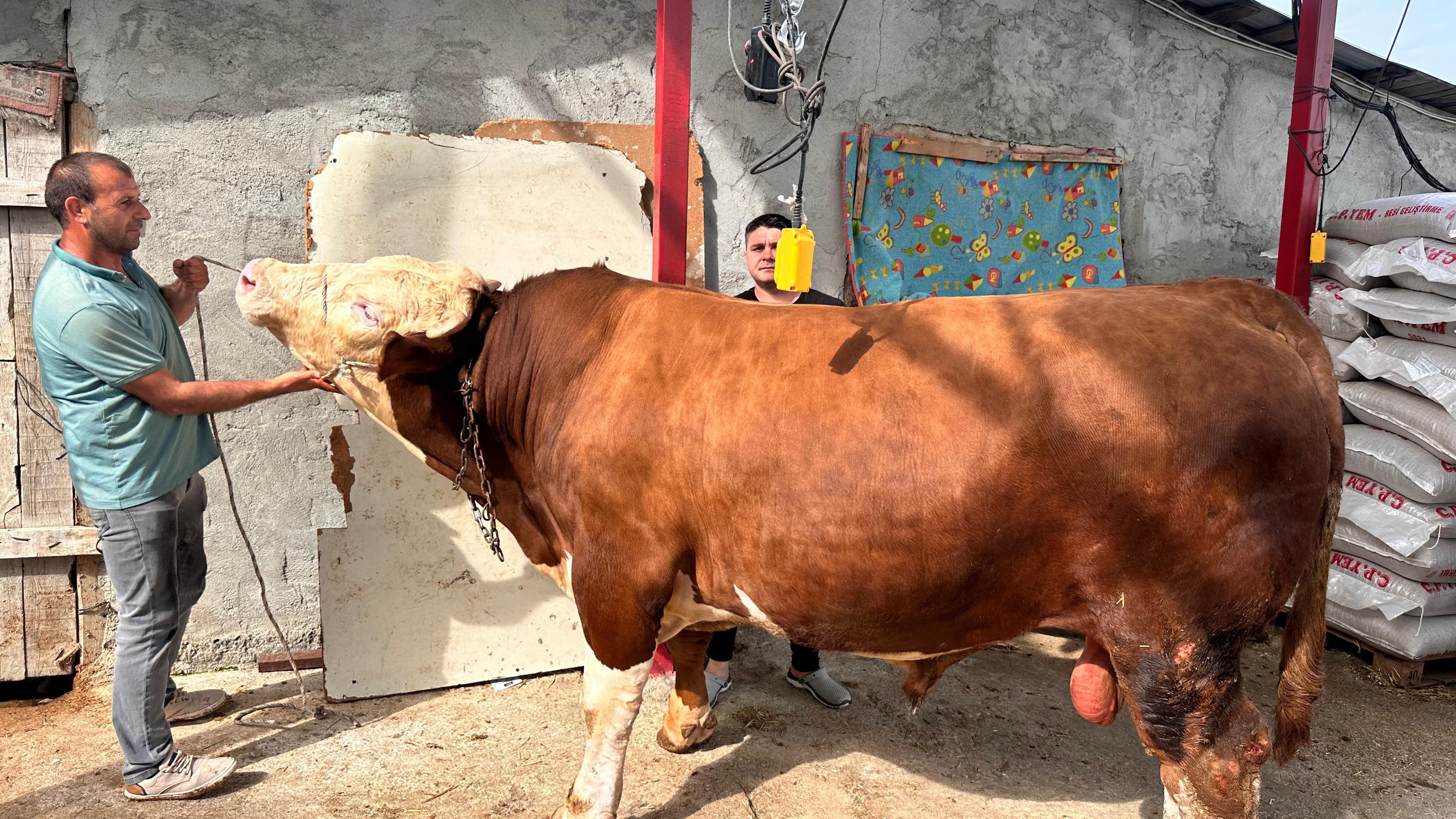 Bursa'da 1 Ton 200 Kiloluk Kurbanlık, Araba Fiyatına Alıcısını Bekliyor! (2)