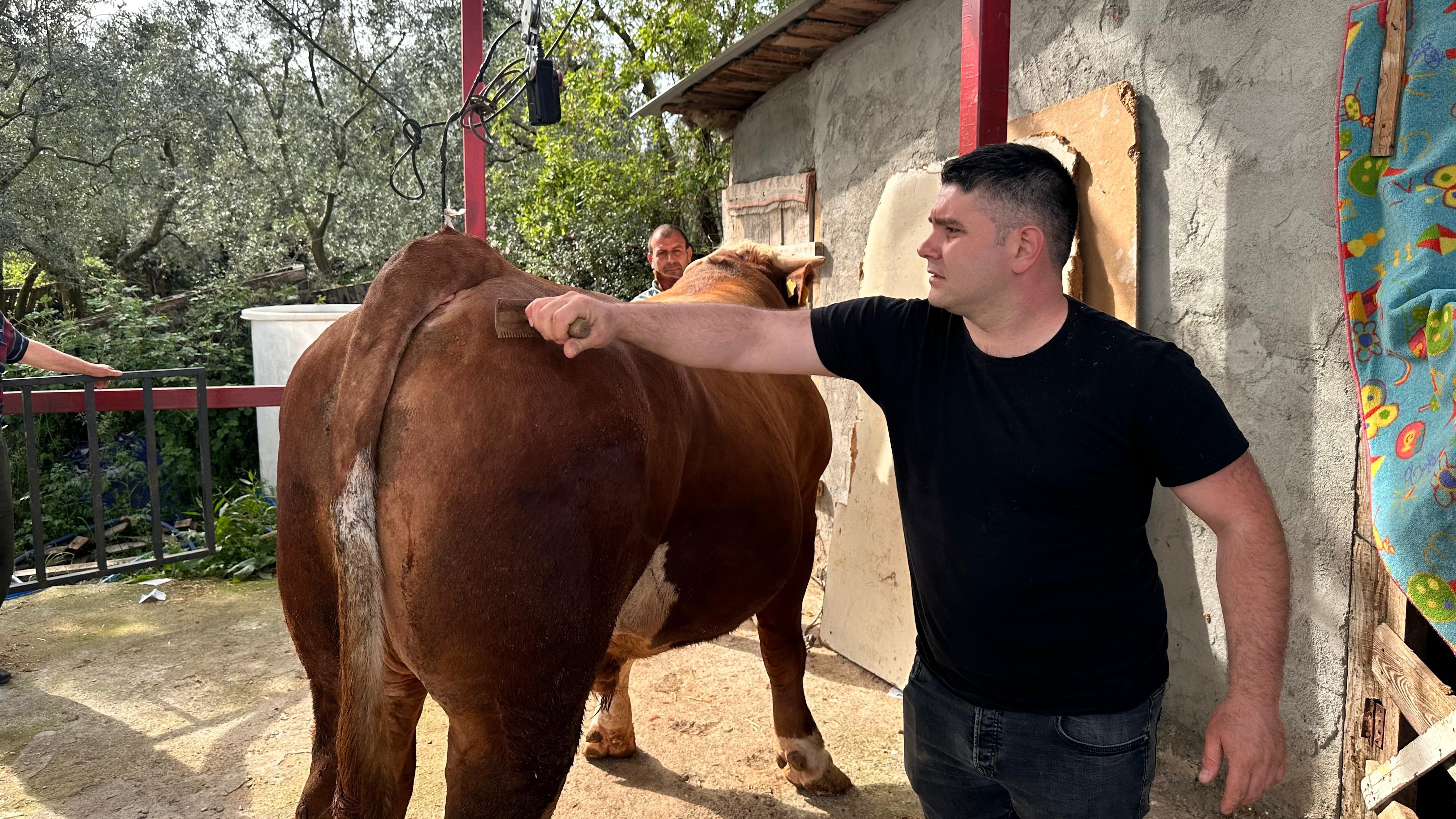 Bursa'da 1 Ton 200 Kiloluk Kurbanlık, Araba Fiyatına Alıcısını Bekliyor! (3)