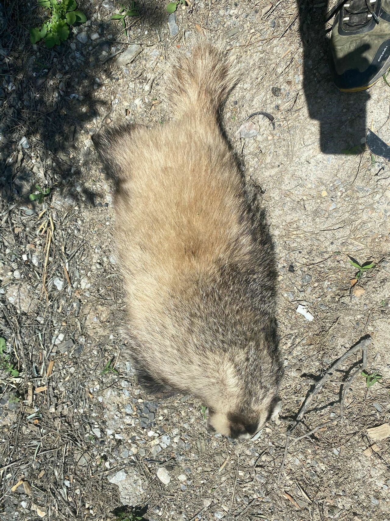 Bursa’da Nesli Tükenmekte Olan Avrupa Porsuğuna Araç Çarptı (1)