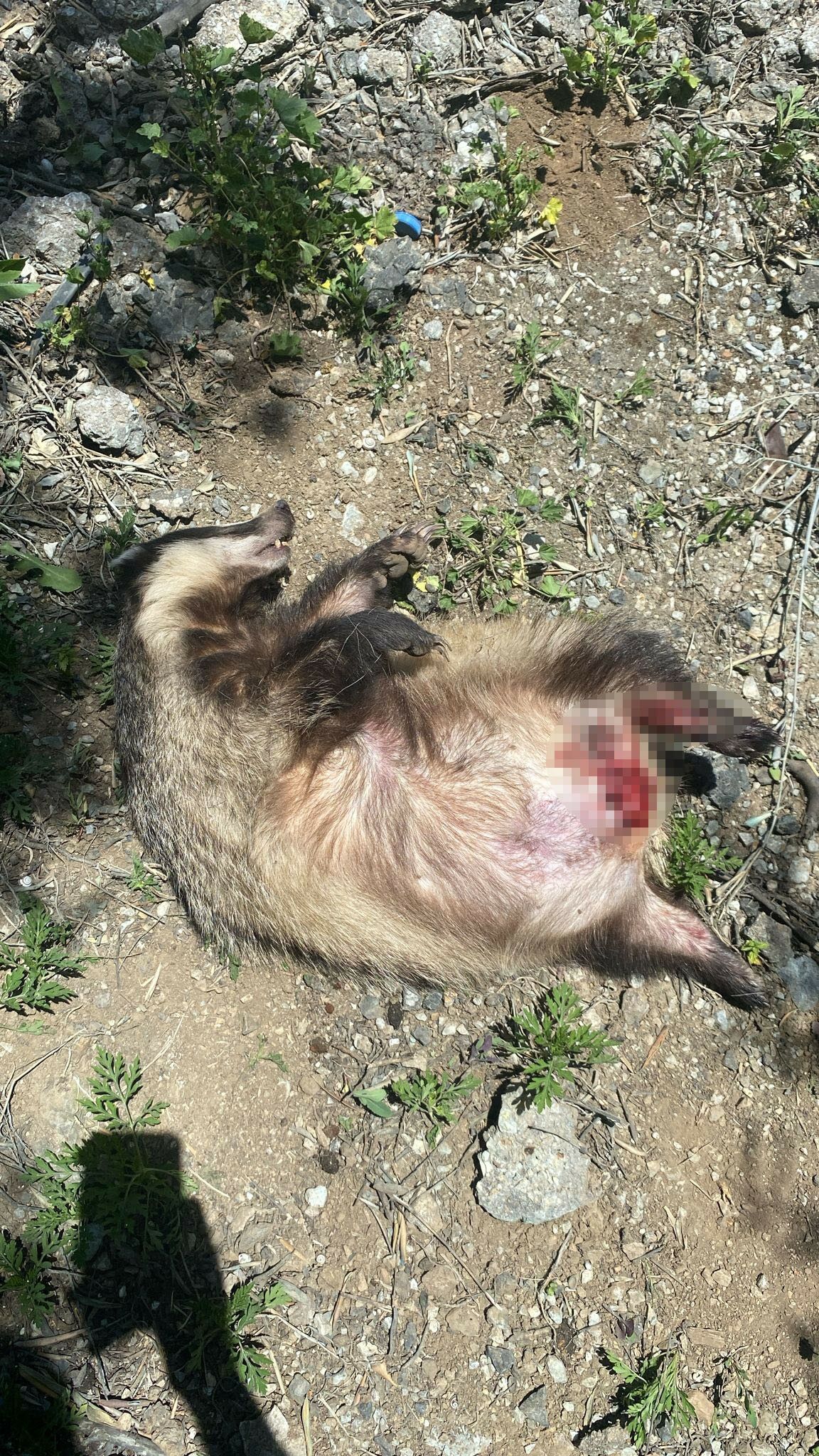 Bursa’da Nesli Tükenmekte Olan Avrupa Porsuğuna Araç Çarptı (2)