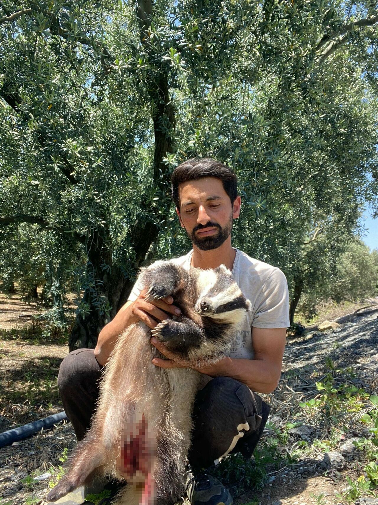 Bursa’da Nesli Tükenmekte Olan Avrupa Porsuğuna Araç Çarptı (3)