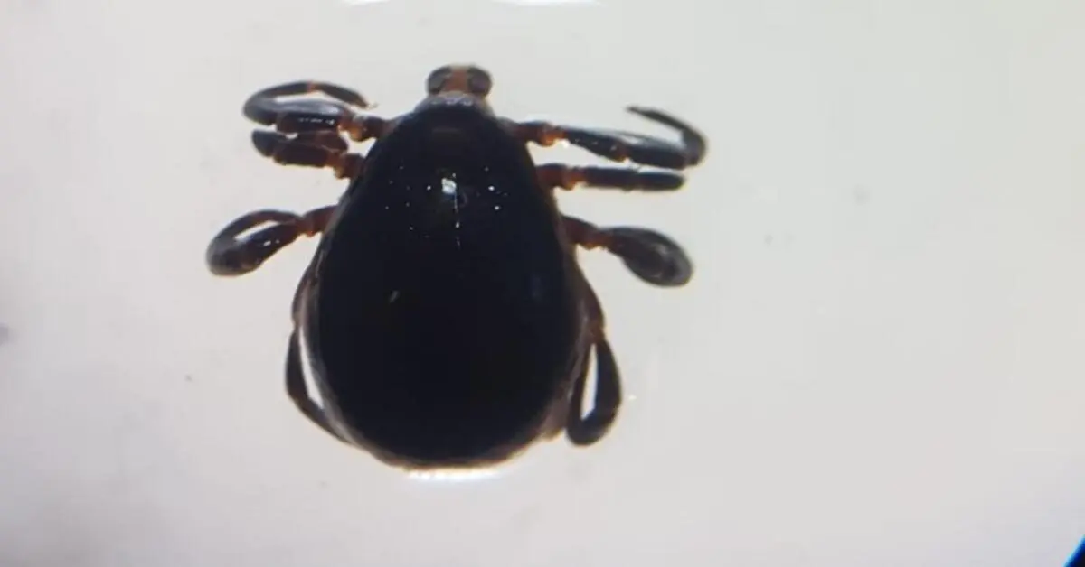 Genç Gazete 8 Kişiye Kkka Tanısı Konuldu, 1 Kişi Hayatını Kaybetti 1