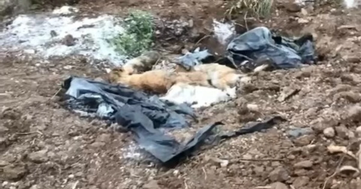 Genç Gazete Bursa’da Köpek Cesetlerini Elleriy­le Kazıyıp Mezardan Çıkarmaya Çalıştılar 2