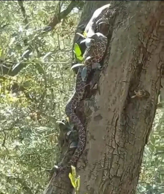Genç Gazete Bursa'da Metrelerce Uzunluktaki Yılanı Gören Gözlerine İnanamadı! 1