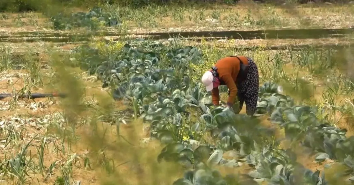 Genç Gazete Devletin Tarım Arazilerine El Konulacağı İddiasına Uzman Cevap Verdi 2