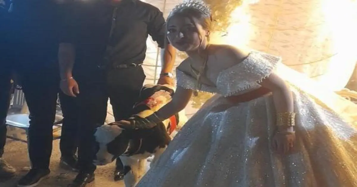 Genç Gazete Düğününde Geline Buzağı, Damağa At Hediye Ettiler!