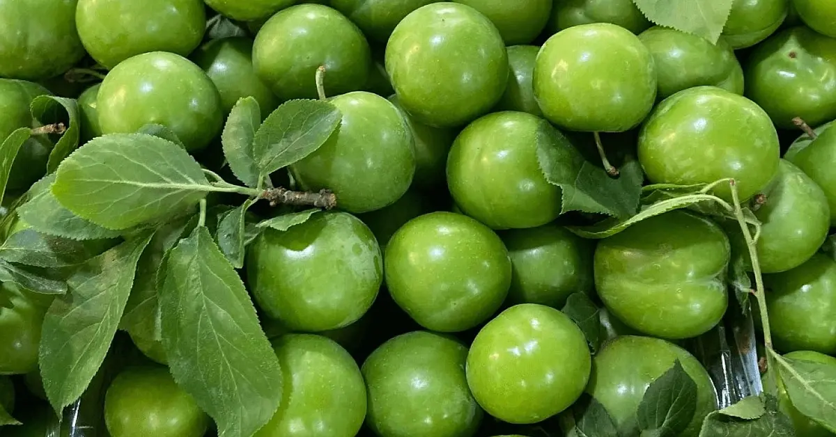 Genç Gazete Erik Ne Zaman Çıkar, Hangi Ayda Tam Olgunlaşır Erik İnsana Sağlığa Faydaları Nelerdir 2