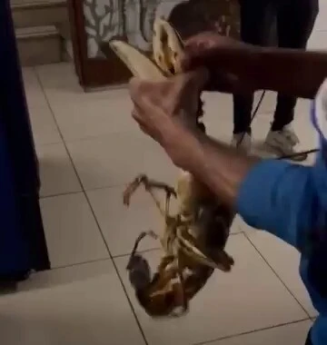 Genç Gazete Gemlik Körfezi’nde Dev Istakoz Yakalandı 2 Kilogram Ağırlığında! 1