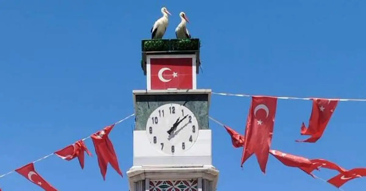 Genç Gazete İznik’te Can Ve Canan Leylekler Yuvalarına Döndü