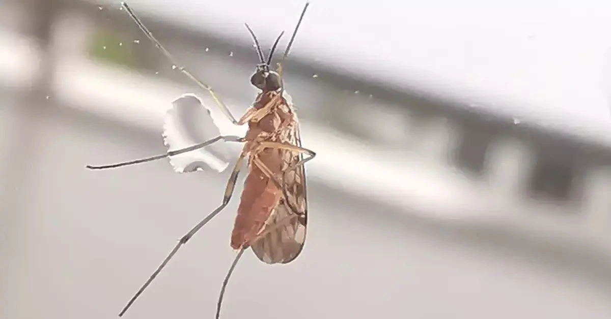 Genç Gazete Kum Sineği Nedir, Hangi Bölgelerde Görülür Ve Hangi Hastalıkları Taşır 1