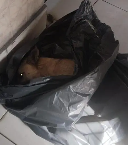 Genç Gazete Osmangazi Belediyesi’ne Bağlı Barınakta Yeni Bir Hayvan Katliamı