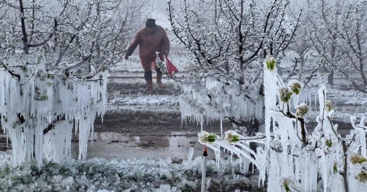 Genç Gazete Zirai Don Meclis Araştırma Komisyonunun İlk Toplantı Tarihi Belli Oldu-1