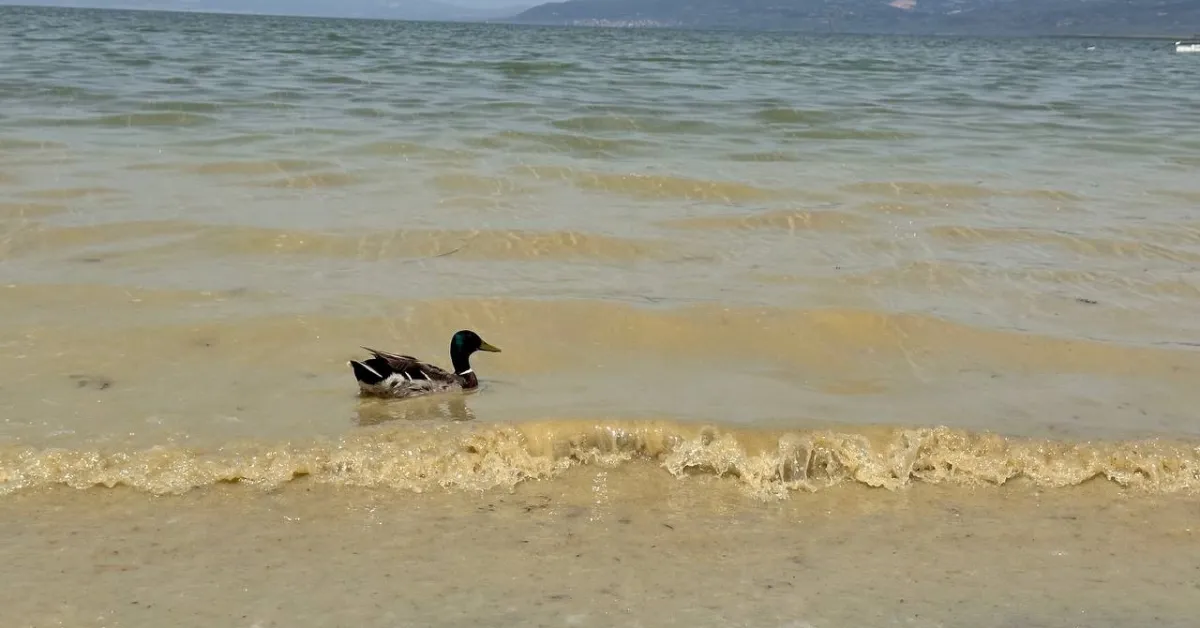İznik Gölü Tehlike Altında (2)