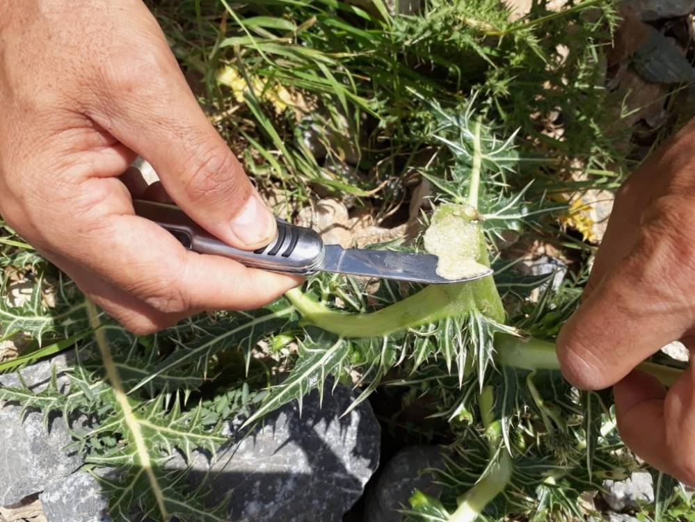 Kenger Sakızı Nedir Bu Doğal Sakızın Faydaları Nelerdir Ve Neden Bu Kadar Pahalı (1)-2