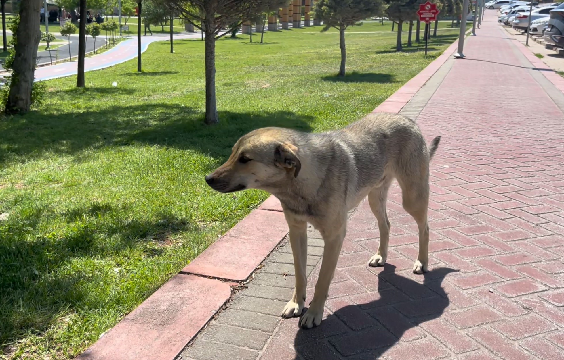 Köpekler Adamı Parçaladı 76 Dikiş Atıldı (4)