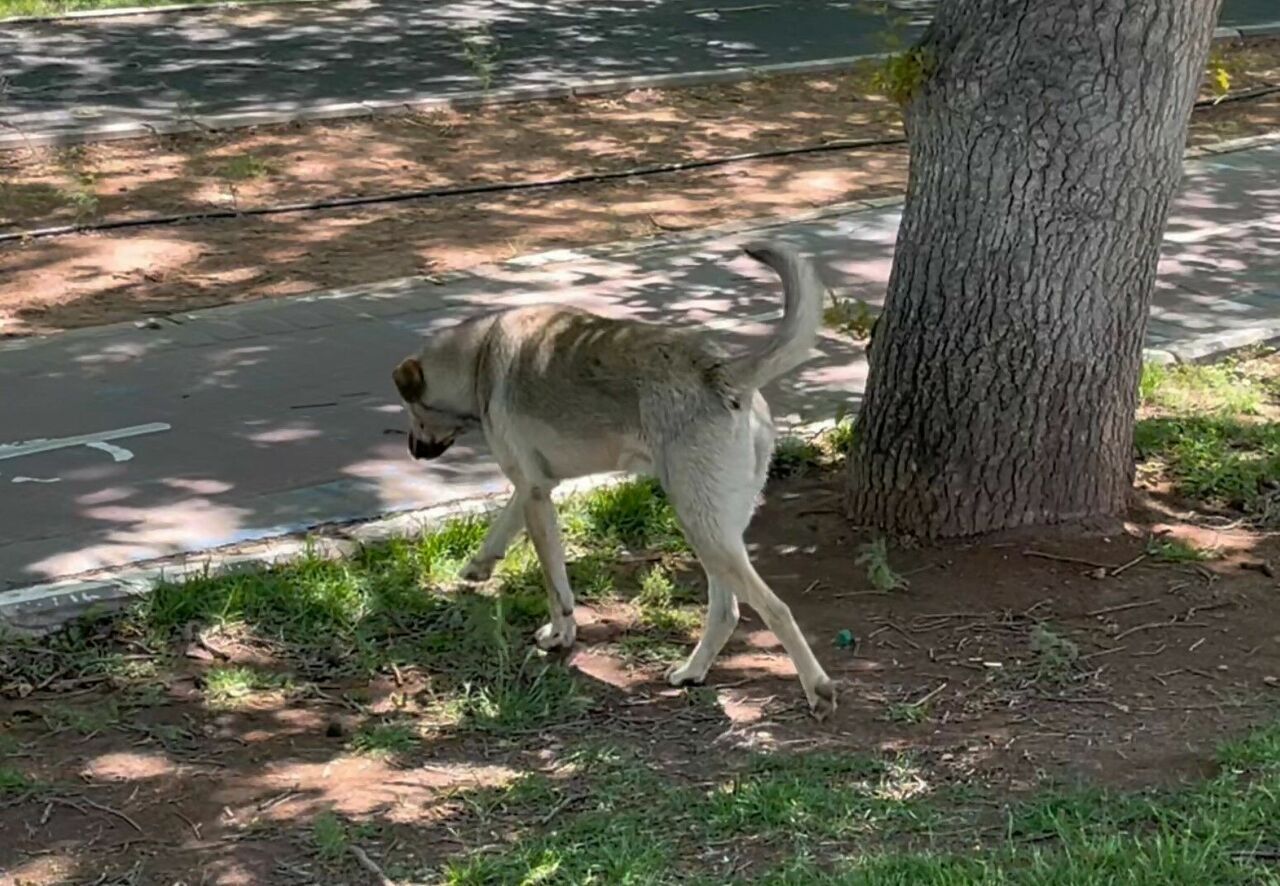 Köpekler Adamı Parçaladı 76 Dikiş Atıldı (5)