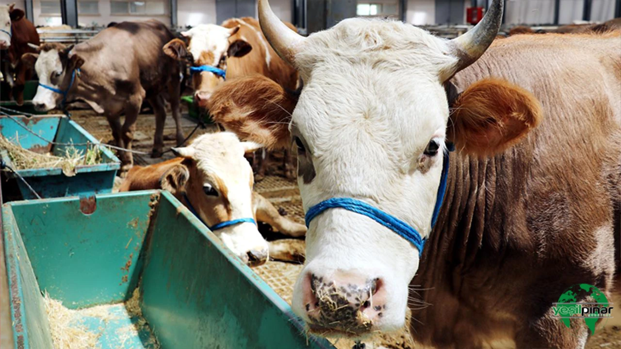 Kurban Vekaleti Nasıl Verilir, Kimlere Verilir Kurban Vekaletiyle İlgili Sıkça Sorulan Sorular (3)