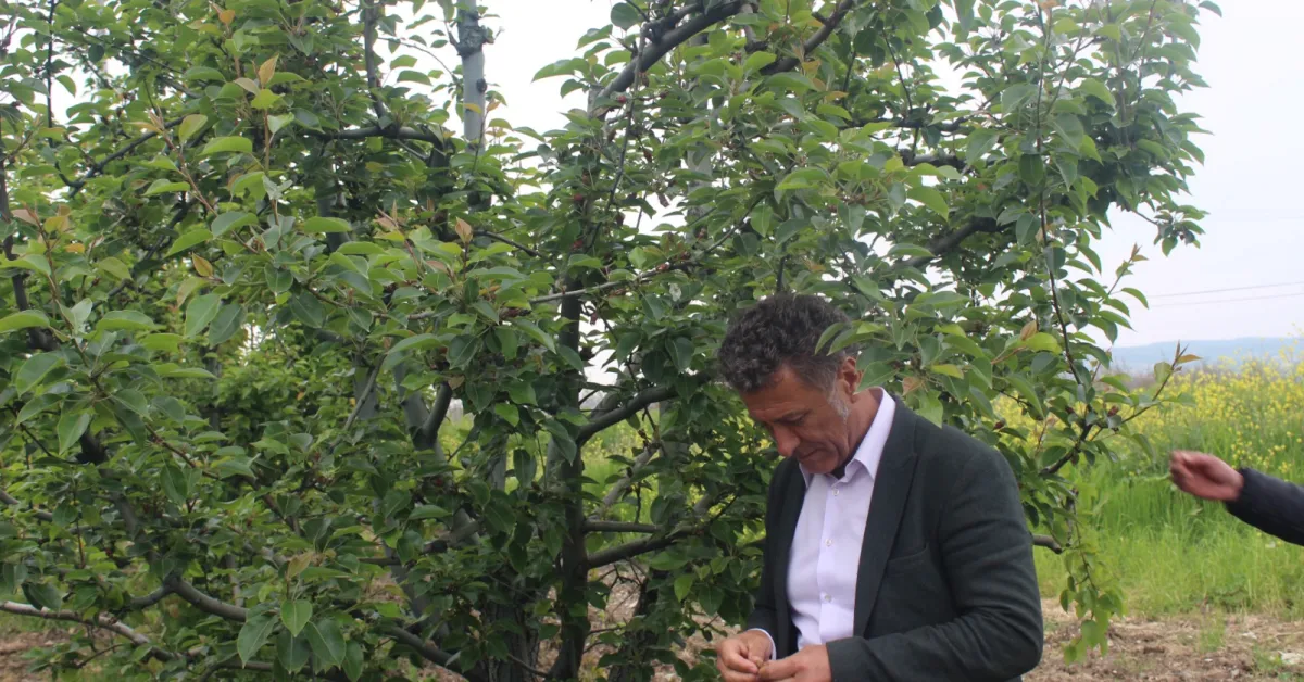 Orhan Sarıbal “İnegöl’de Tarımsal Don Çiftçiyi Vurdu, Hızlı Destek Şart” (6)