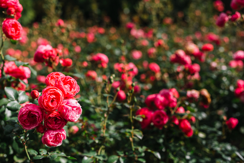 Rüyada Gül Görmek Ne Anlama Gelir Rüyada Gül Bahçesi Gencgazete Rosa Rossa (22)