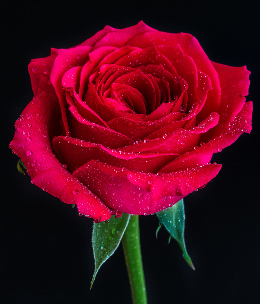 Rüyada Gül Görmek Ne Anlama Gelir Rüyada Gül Bahçesi Gencgazete Rosa Rossa (7)