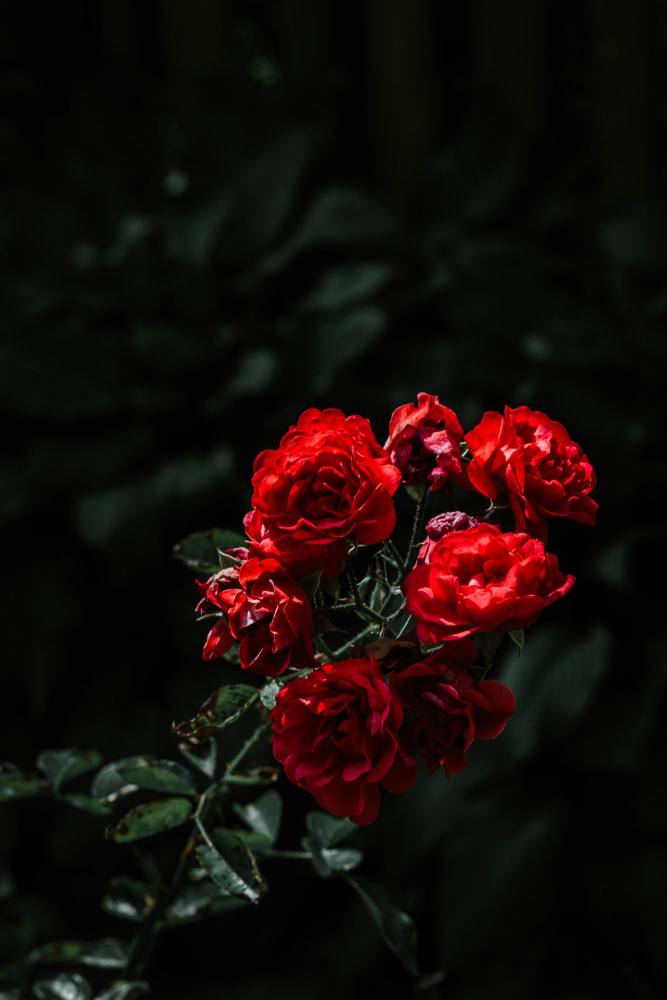 Rüyada Gül Görmek Ne Anlama Gelir Rüyada Gül Bahçesi Gencgazete Rosa Rossa (8)