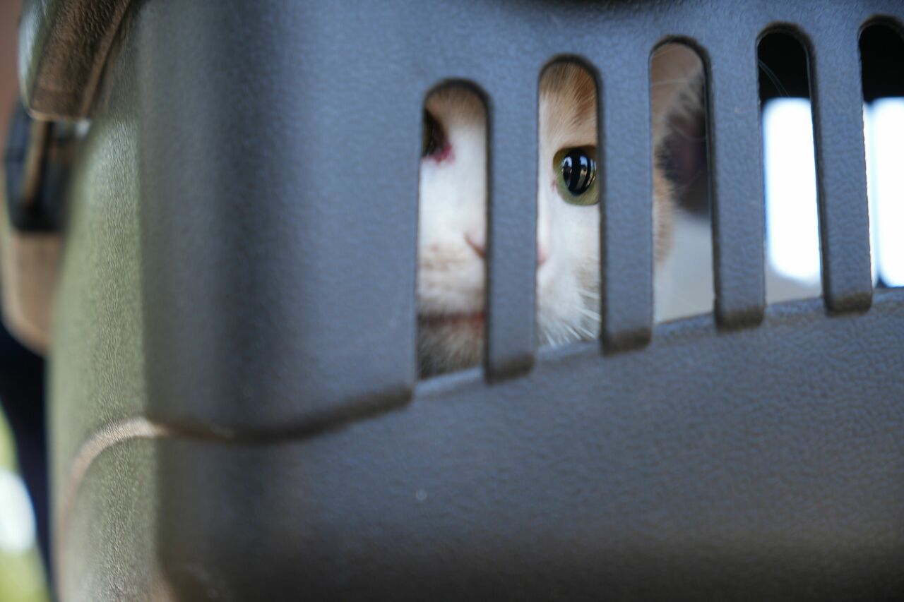 18 Saat Mahsur Kalan Kedisine Kavuşunca Gözyaşlarına Boğuldu (3)