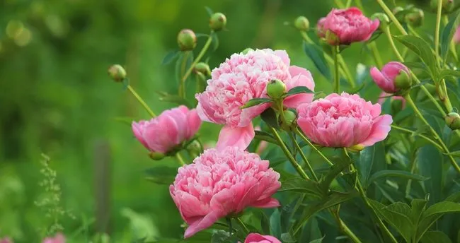 650X344 Sakayik Cicegi Anlami Sakayik Cicegi Ne Anlama Gelir Ne Demek E1 1646820253586