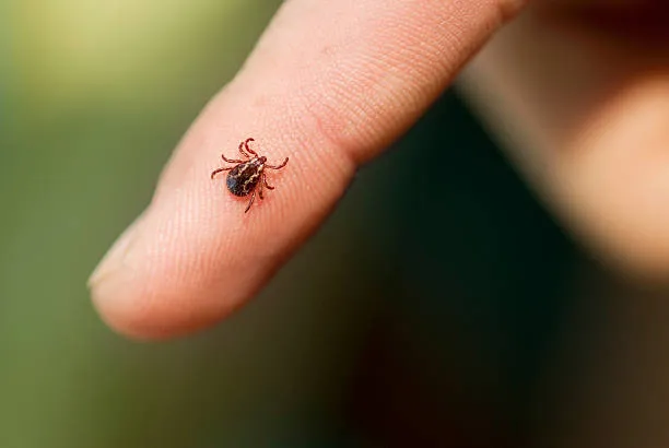 Bahçenizi Keneden Korumak Mümkün! Uzmanlardan Kene Koruması İçin Bitki, İlaç Ve Doğal Önlem Rehberi  (5)