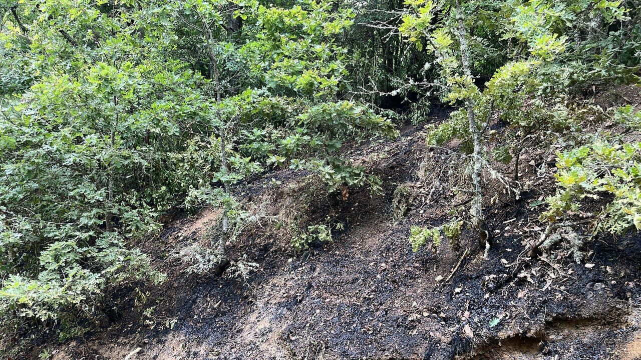 Bilecik'in Pazaryeri Ilçesinde Bulunan Küçükelmalı Tabiat Parkı’nda Bir Sigara Izmariti Yüzünden Çalılıklarda Çıkan Yangın, Ekiplerin Hızlı Müdahalesiyle Büyümeden Söndürüldü (1)