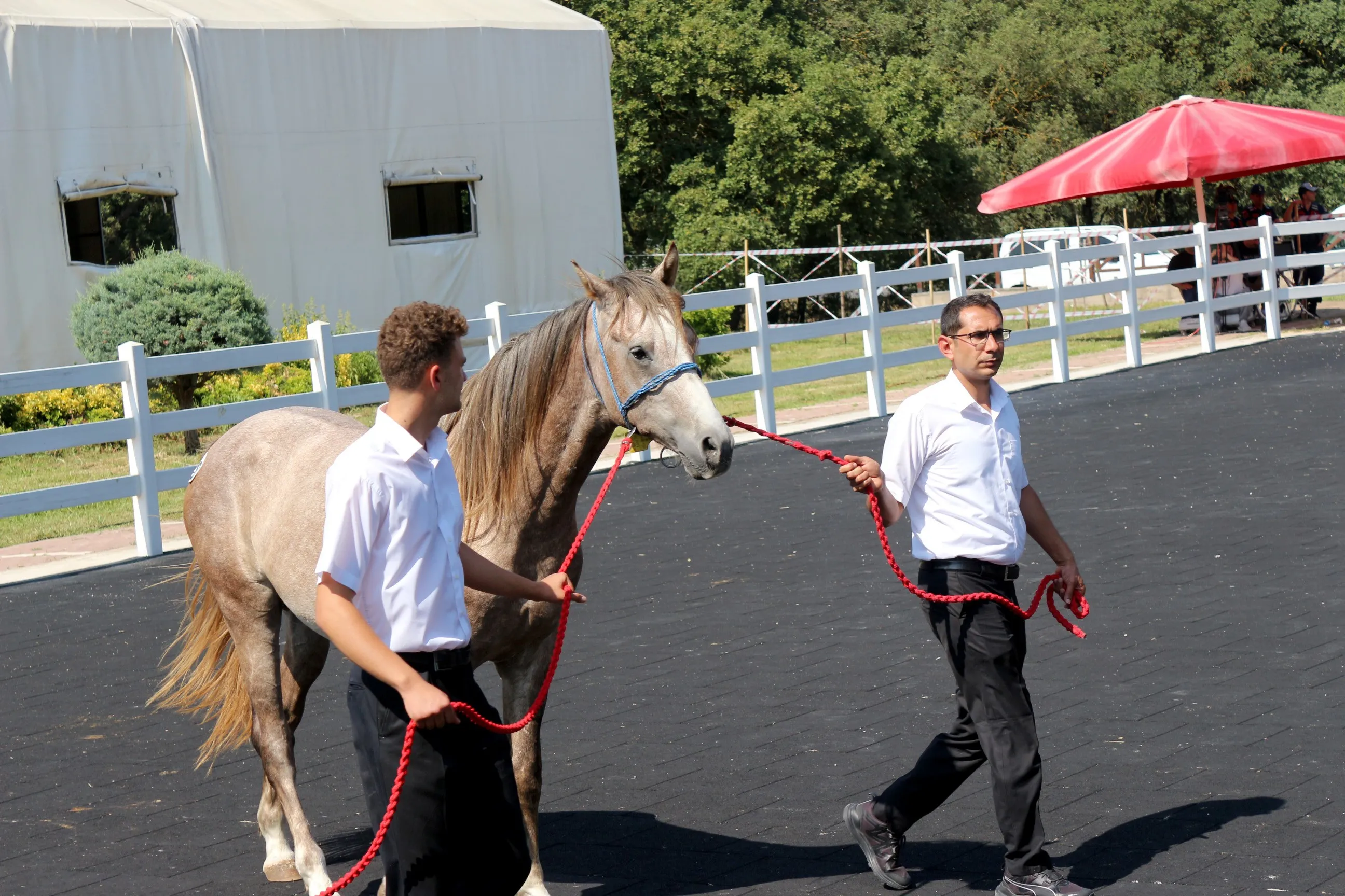 Bursa'da Ti̇gem Tay Satışında Rekor Kırdı! (4)