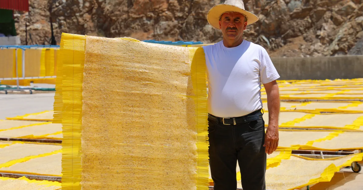 Cips Oldu, Avrupa Sofralarına Girdi 10 Bin Ton İhracat (5)