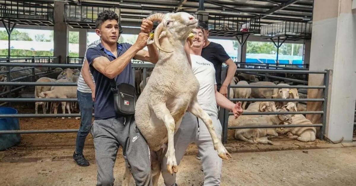 Genç Gazete Bursa Kurban Pazarının Gözdesi... 4 Boynuzlu Koçu Görenler Şaşırıyor