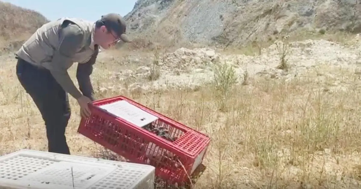 Genç Gazete Bursa'da 100 Keklik Doğaya Bırakıldı Bölge Ava Kapatıldı 1