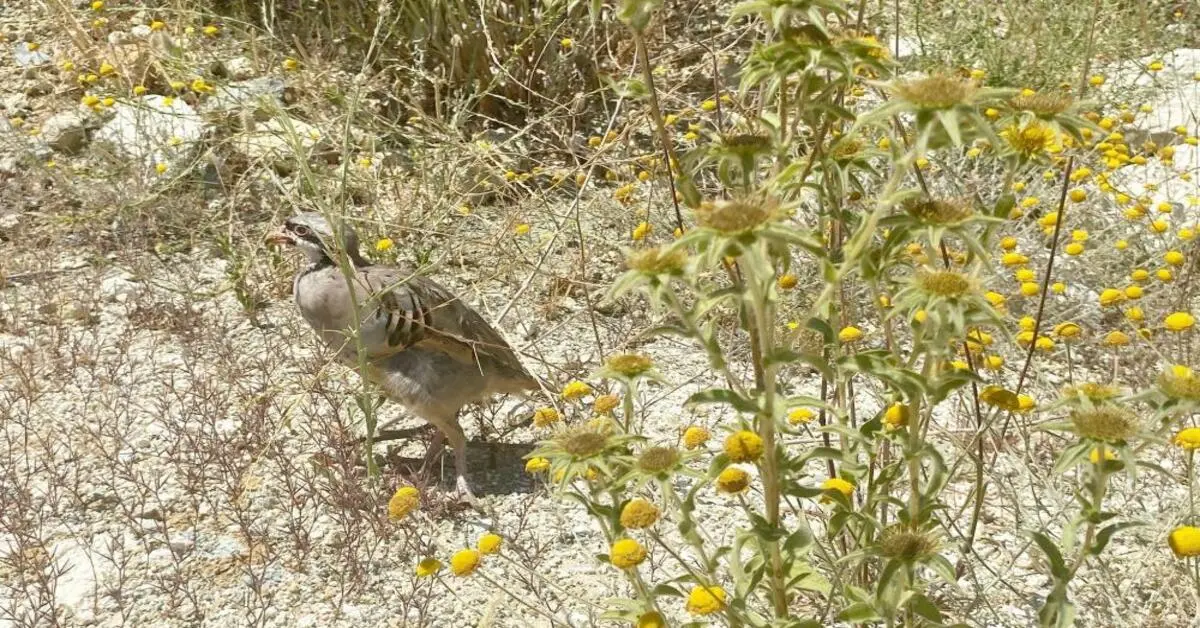 Genç Gazete Bursa'da 100 Keklik Doğaya Bırakıldı Bölge Ava Kapatıldı