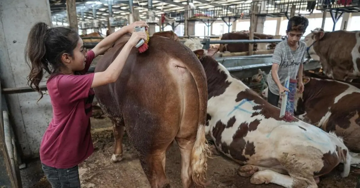 Genç Gazete Bursa'da 8 Yaşındaki Ecrin Kurban Pazarının En Küçük Emekçisi Oldu 2