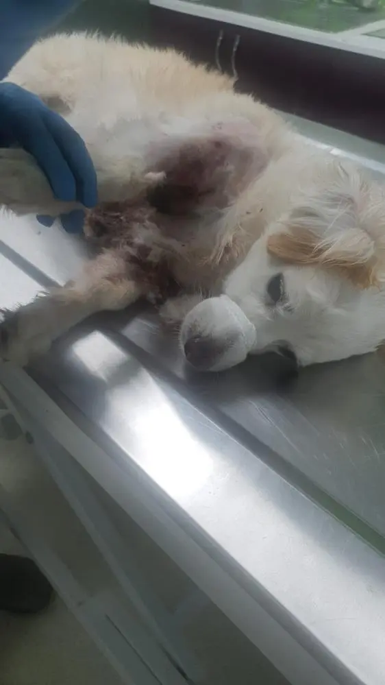 Genç Gazete Bursa’da Kangal Saldırısı Genç Kadın Ve Köpeği Yaralandı 11