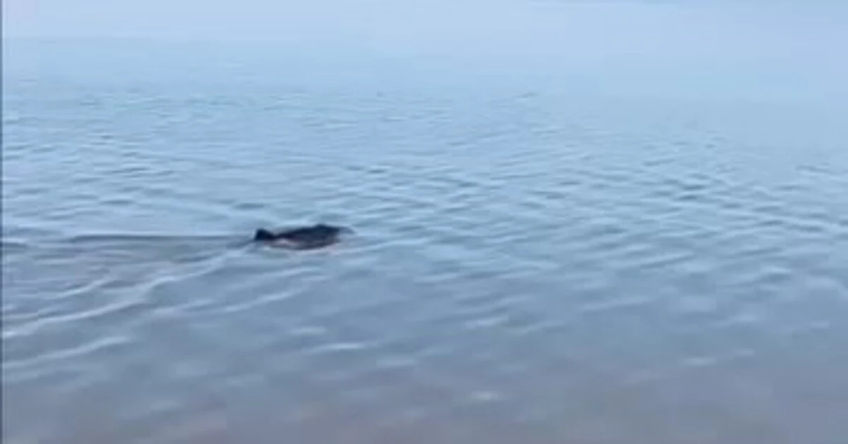 Genç Gazete Bursa'da Karaya Vuran Yunus Duyarlı Vatandaşlar Tarafından Kurtarıldı 1