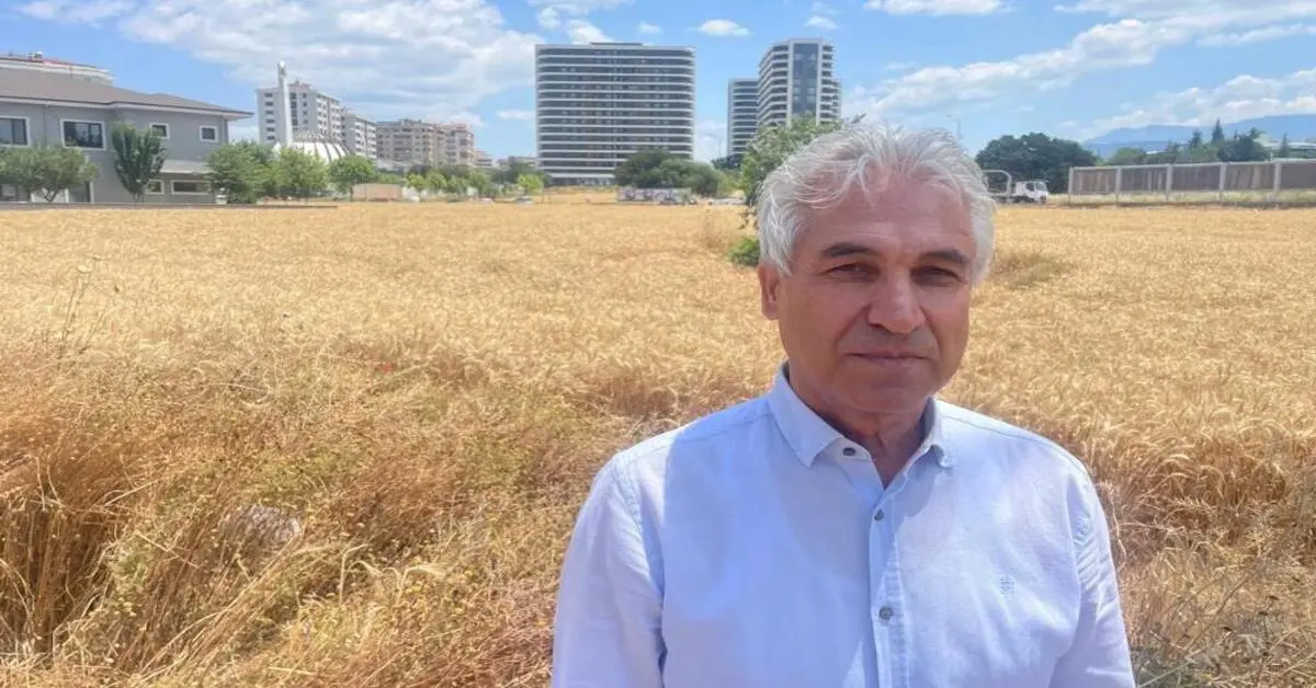 Genç Gazete Bursa'da Milyon Dolarlık Lüks Gökdelenlerin Ortasında Buğday Hasadı 1
