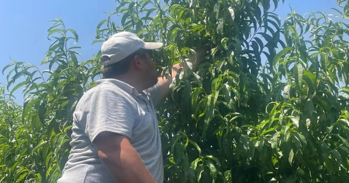 Genç Gazete Bursa’da Şeftali Hasadı Başladı Fiyatlar Yüz Güldürmüyor 1