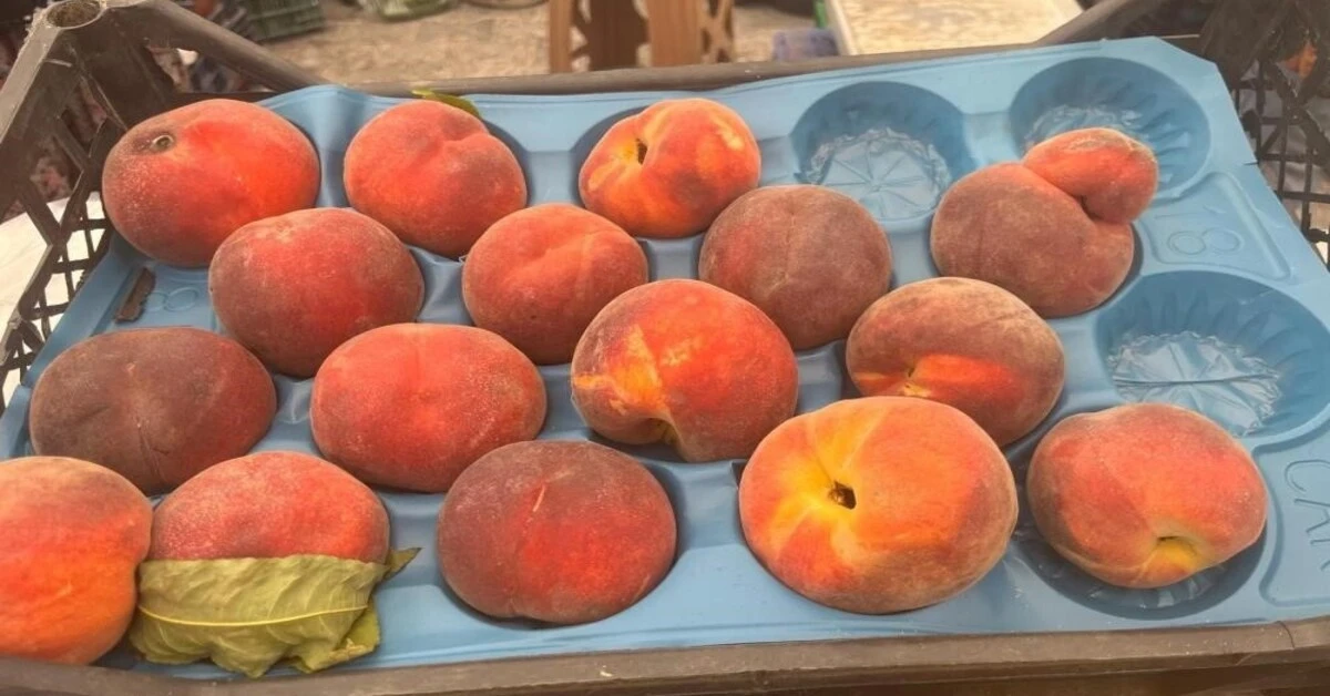 Genç Gazete Bursa’da Şeftali Hasadı Başladı Fiyatlar Yüz Güldürmüyor 10