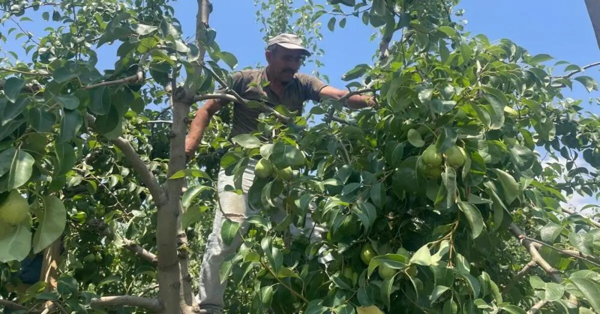 Genç Gazete Bursa'da Tekleme Mesaisi Başladı Günlük 1200 Tl Yevmiye 1