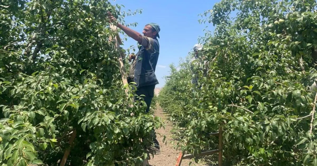 Genç Gazete Bursa'da Tekleme Mesaisi Başladı Günlük 1200 Tl Yevmiye 3